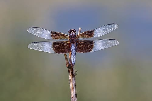Widow skimmer dragonfly. Art Print